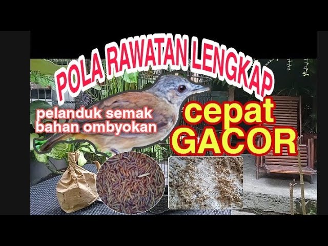 CARA MERAWAT PELANDUK SEMAK BAHAN CEPAT GACOR class=