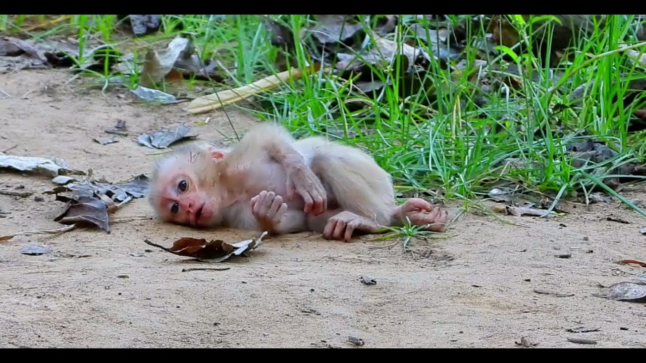 Jumping up and down, the little monkey slipped and fell from the tree and lay crying.