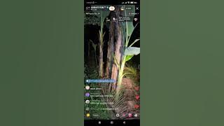 Detik Detik Konten Kreator Adipati Yuri Menghilang Saat Live Tiktok Didalam Hutan 