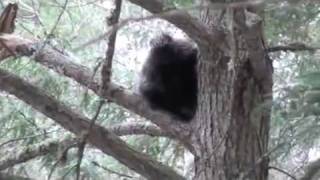 Maine Tree Creature Bigfoot