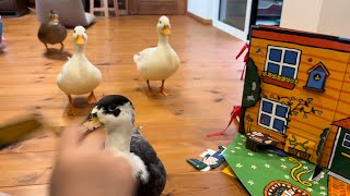 Our Pet Call Ducks Play With Doll House.