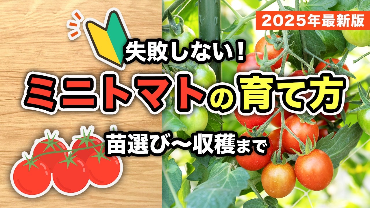 初心者必見！プロ直伝のミニトマト栽培テクニック - YouTube