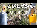 【シボリオオチチ】を見つけた。【こびとづかん】