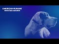 Full show 2022 american humane hero dog awards  broadcast show