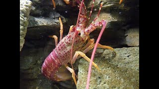 Facts: The Spiny Lobster