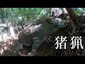 #148 【有害鳥獣駆除】良型の若雄を捕獲！ - A young male wild boar was captured by trapping！