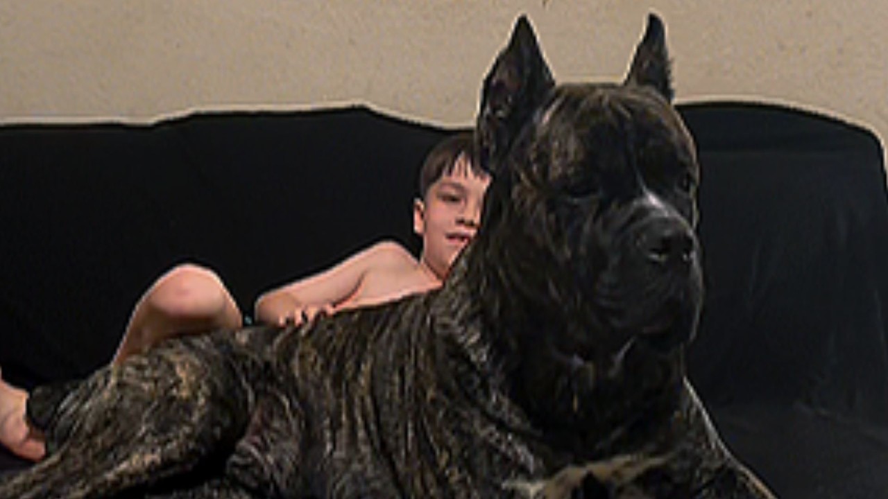 Почему этот 84-килограммовый кане корсо отказывался покинуть завалы в течение 82 часов? Что они о...