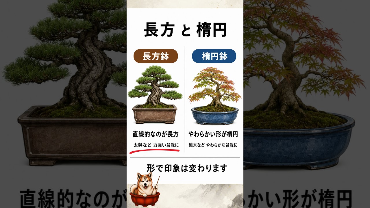 盆栽鉢色々② 長方鉢と楕円鉢 #bonsai #盆栽 #鉢 #shorts #bonsaipot