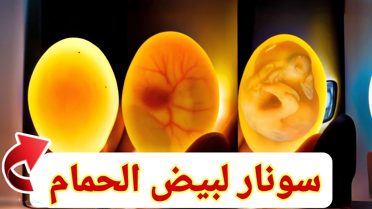 سونار بيض الحمام😯شوف زغاليل الحمام جوه البيضة👌