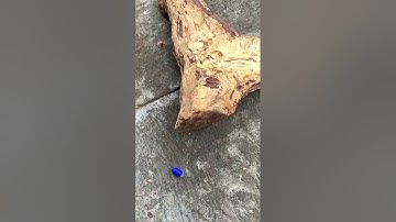 Review cặp cẩm chỉ krôngpa đặc tịt 35kg vân cực víp ( giá lh0338918991 thương gỗ quý