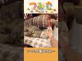 手のひらサイズの子猫つみき#026。#shorts #子猫 #保護猫