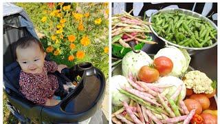 Kitchen Garden Tour & Harvest 2023🥬🍅🥦🍆🥔🌶️🥒:Manipuri family@Canada