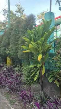 🌈Infront of Our Brgy. hall #ornamental #plants #beautiful #trending #ytviral #youtuber