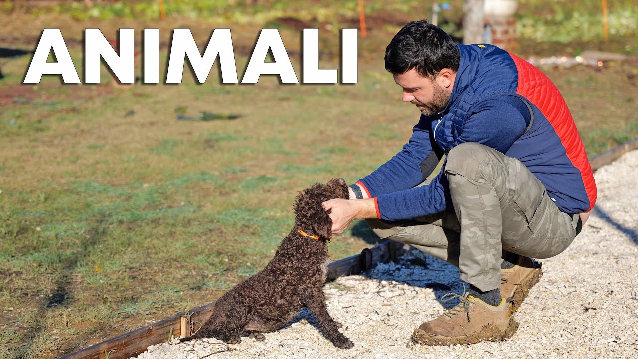 Tutti gli ANIMALI della mia FATTORIA (aggiornamento)