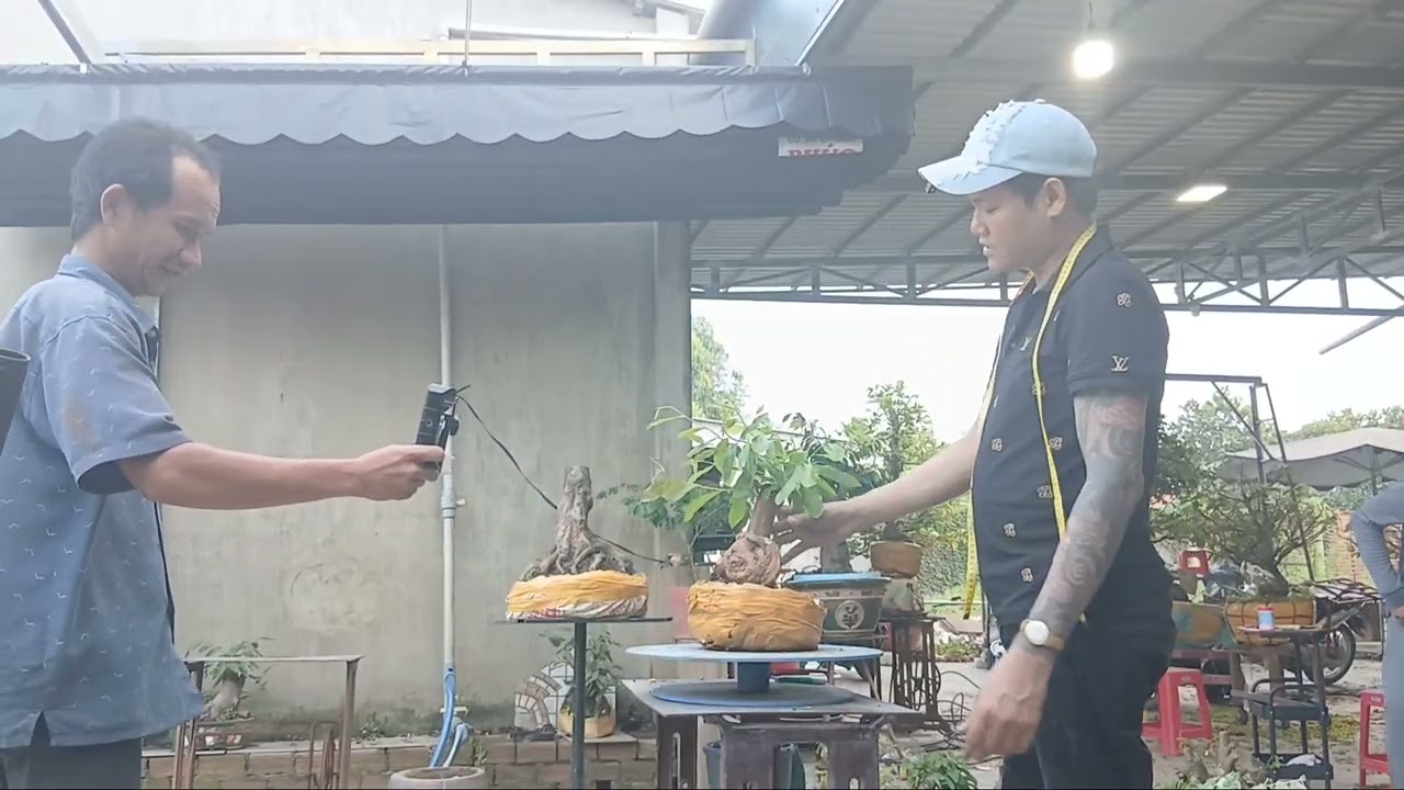 Mai bonsai đẹp 0799957819