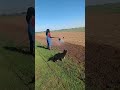 Nae watering our garden with a german shepherd puppy #garden #puppy #cute #farming