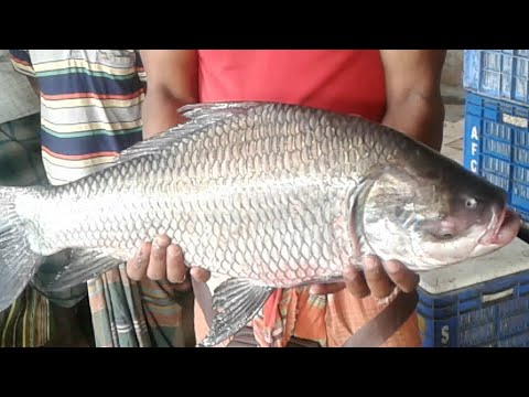 Best Fishing || A Young Man Catching Big Katla And Vetki Fish || Ritu ...
