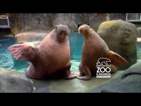 Point Defiance Zoo & Aquarium 2013 TV Commercial - YouTube
