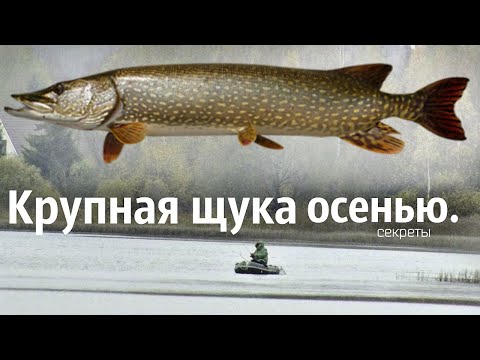 Как поймать крупную щуку осенью? Где стоит крупная щука осенью? Щука в октябре ноябре.