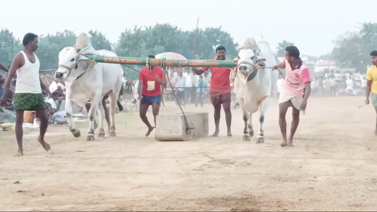 new category ongole bulls race bekkam 13 jatha-biggest animals-biggest bulls of world-bulls bull