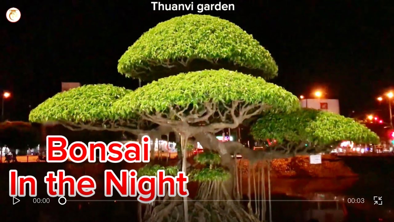 Bonsai in the Night | A Bonsai Exhibition in Vietnam
