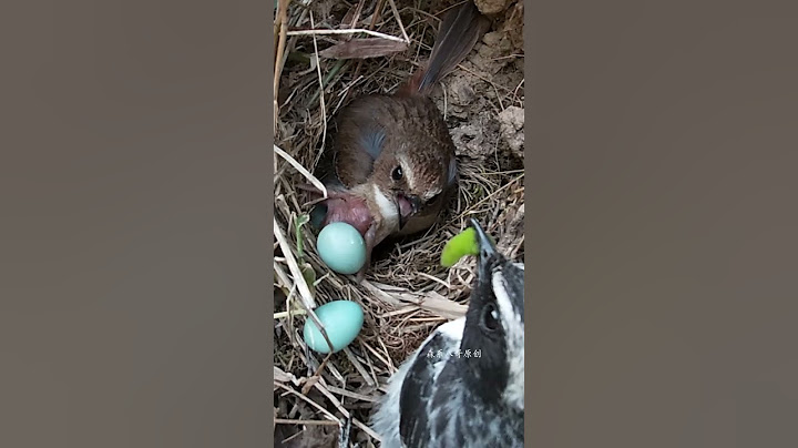 Cuckoo Pushing Eggs杜鹃鸟推蛋，鸟爸鸟妈在场，会阻止吗？