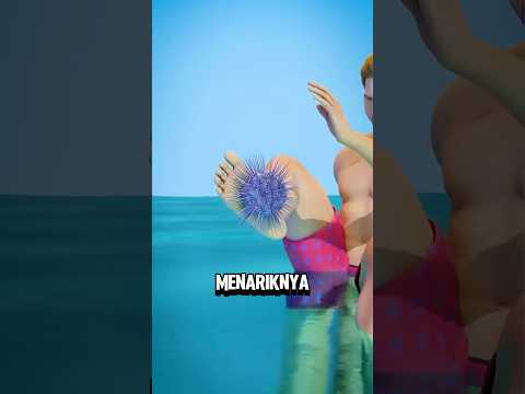 Jangan Asal Mencabut Bulu Babi‼️😱