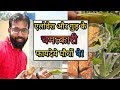 एलोवेरा /ALOE VERA और गुड़/JAGGERY के चमत्कारी फायदेये पौधों पे / ALOE VERA & JAGGERY Benefit Plant