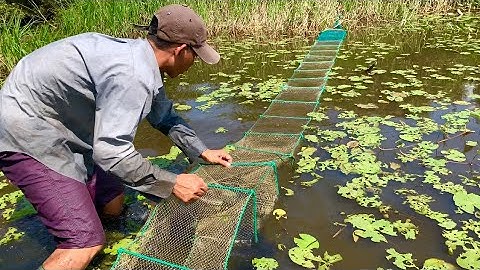 Bẫy Cá Trong Nhà Hoang Dính Lươn Vàng , 12 cữa ngục dính luôn con cóc