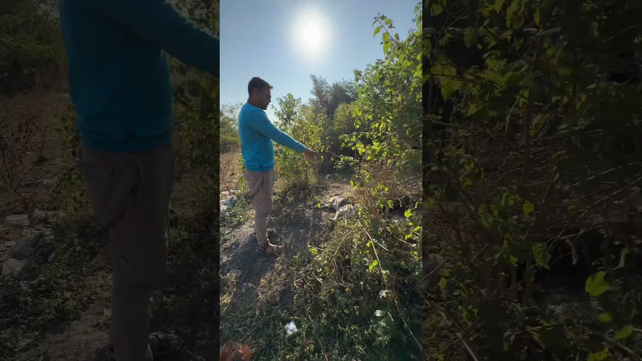 Indian Dog Natural Environment Survive 