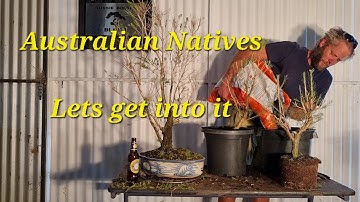 Australian Native Tubestock, Progression to a bonsai,Aussie Bonsai Bloke