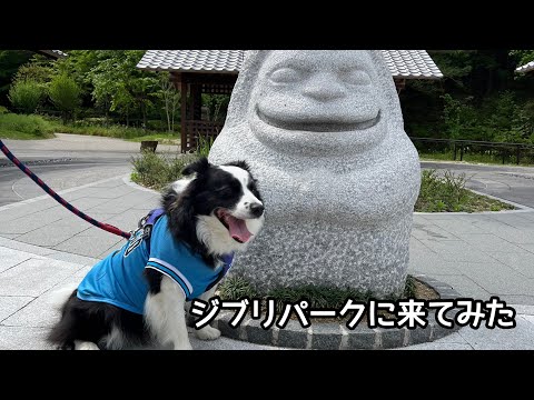 ジブリに疎い夫婦と愛犬でジブリパークに行ってみた #bordercollie #ボーダーコリー #ジブリパーク