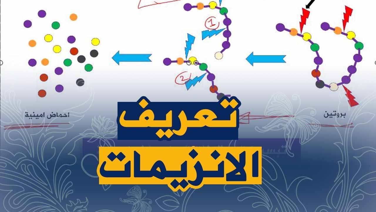 الدرس 3 :المعنى البيولوجي للهضم علوم الطبيعة و الحياة السنة الرابعة متوسط للجيل الثاني