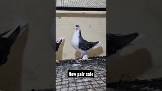 Lahore Shirazi Fancy Pigeon #shorts