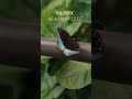 Viltrox AF 40mm F2.5 FE: Capture the beautiful butterflies with dreamy bokeh and crisp details #sony