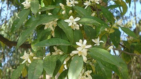 The Story behind "Naranjo en Flor"