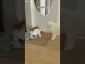 Lazy Cat becomes dramatic - Shorts Video 🥇 #1 Cat!