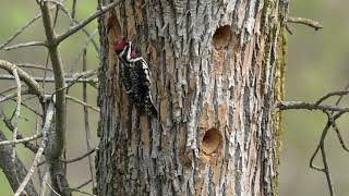 Yellow-bellied Sapsucker  HD 1080p