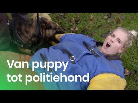 De training van een politiehond | Het Klokhuis