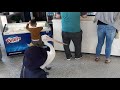 Patient Pelican Waits in Line at Fish and Chips Restaurant in Australia