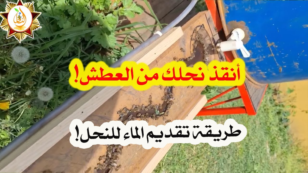 كيف تعوّد نحلك على شرب الماء؟ أفضل الطرق والنصائح!