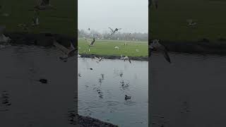 Martıların Yem Mücadelesi🦅De meeuwen worstelen om te foerageren. #birds #doğa #huzur #nature