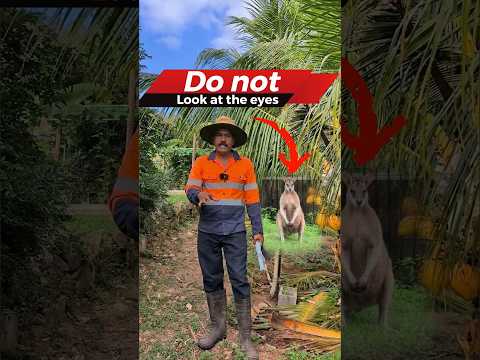 Australian Jeevitham YouTube Short preview