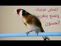 اجمل صوت حسون على الطلاق جميل جدا جدا نار نار نار نار نار نار The Voice Of The Goldfinch 