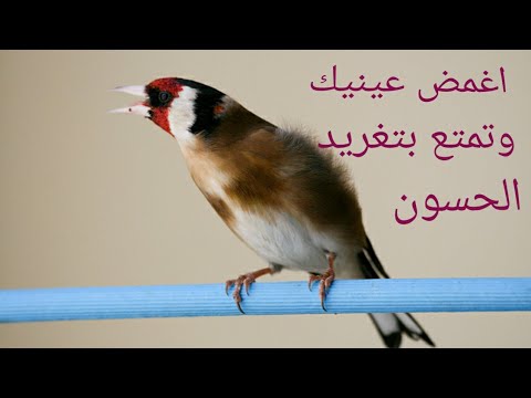 اجمل صوت حسون على الطلاق جميل جدا جدا نار نار نار نار نار نار The Voice Of The Goldfinch 