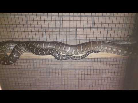 Centralian Carpet Python