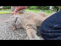 トトロ猫をマッサージでときほぐしているとお腹丸出しでくつろいだ