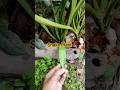 Snake Plant variety #shortvideo #gardening #garden #plantsofindia #houseplants