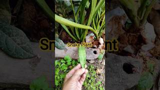 Snake Plant variety #shortvideo #gardening #garden #plantsofindia #houseplants