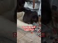 World’s fastest dog! 🐕 #funny #fun #facts #amazing #dog #dailyvlog #doglife #fast #family #wow
